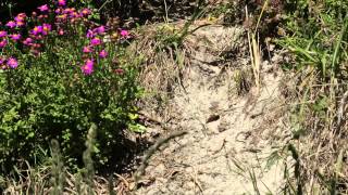 Download lagu A Day with an Entomologist mp3 Download lagu A Day with an Entomologist mp3