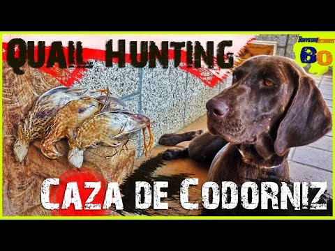 CAZA DE CODORNIZ CON PERRO DE MUESTRA #3 | LANCES de MEDIA VEDA | QUAIL HUNTING | 2016 | HD