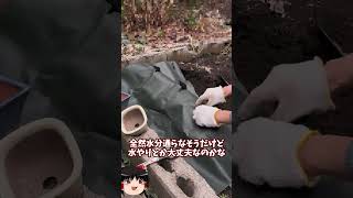 庭に畑を作ってみた【その49】#shorts