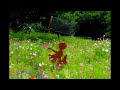Ophelia Wilde - 'june' + 'perfect love'