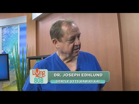 Living808 - What to do when your pet swallows an object