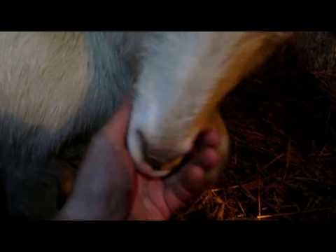 Как узнать что коза принесёт потомство через сутки