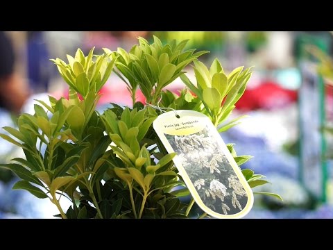 Pieris - Schattenglöckchen