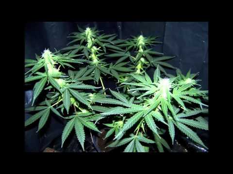 Nervaka - 120 Palq ( DRUZBA PRODUCT ) 2016