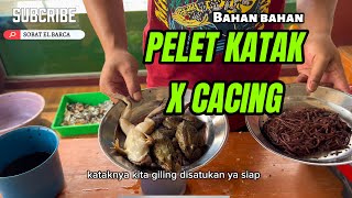 Download lagu CARA BUAT PELET KATAK X CACING, BIKIN GONDRONG DORPOL SI IKAN CHANNA mp3