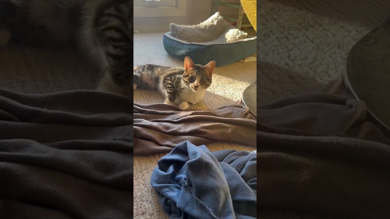 Enlarge Cricket (bonded to Spark), a Adoptable mixed breed in Hamilton, ON video 6/6