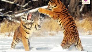 Plants and Animals - Similarities and Differences | Environmental Studies For Kids | Grade 5 | Vid#4