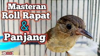 Download lagu Flamboyan Gacor Roll Rapat Panjang Untuk Masteran mp3 Download lagu Flamboyan Gacor Roll Rapat Panjang Untuk Masteran mp3