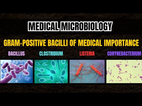 Gram-Positive Bacilli of Medical Importance | Bacillus, Clostridium, Listeria & Corynebacterium