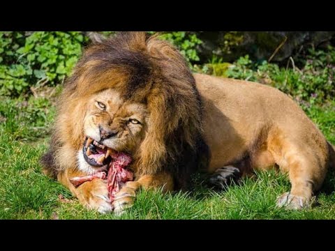 Unleashing Nature's Fury: Meet the Top 10 Most Fierce Animals in the Animal Kingdom!