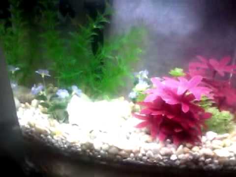 My betta fish in his 3 gallon marineland eclipse aquarium tank. His name is Derby