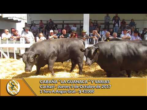 05-10-17  - Venta de Toros A.Angus y P Hereford - Cabaña La Guanaca y Varias - Cacharí