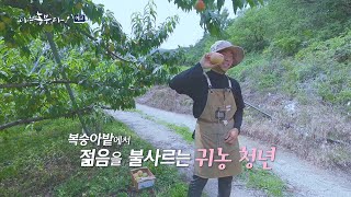 [예고_207회] 하트를 닮은 사랑스러운 복숭아 밭으로 초대합니다