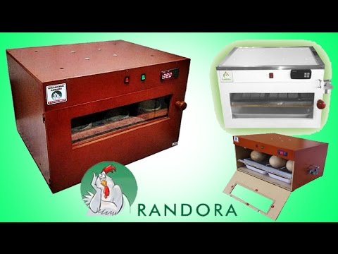 download lagu mp3 mp4 Randora, download lagu Randora gratis, unduh video klip Randora