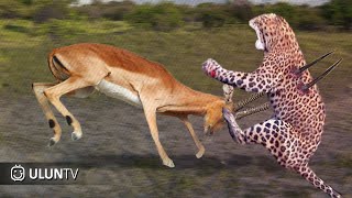 Download lagu Apess Banget! Inilah Yang Terjadi Ketika Hewan Buas Salah Pilih Mangsa mp3