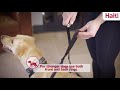Halti No Pull Harness Help Prevent Your Dog From Pulling On The Leash