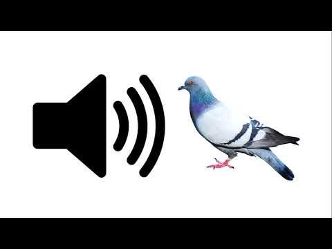 Pigeon - Sound Effect