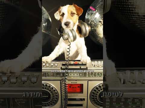 אוכל לכלבים נגד נשירה - 3 מאכלים שחייבים להכיר