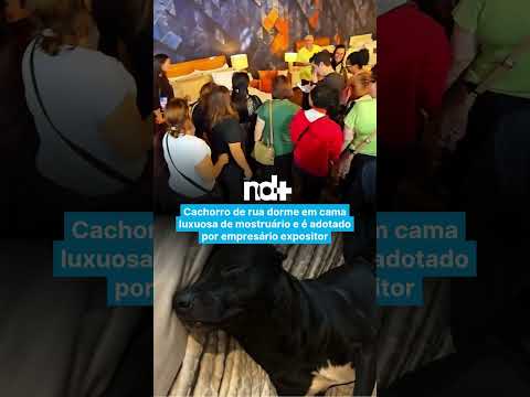 Cachorro de rua dorme em cama luxuosa de mostruário e é adotado por empresário expositor
