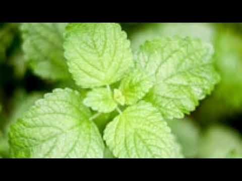 Simple Methods for Drying Mint Leaves to Store Them for Later Use