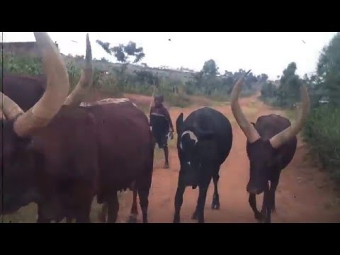 Caramè - Zanzibar Yetu, Hakuna Matata (Official Video)