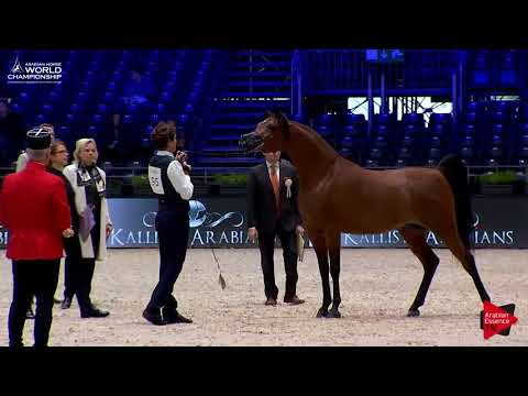 N.95 MASOUN AL ADEYAT - Paris 2017 - Junior Colts (Class CM5A)