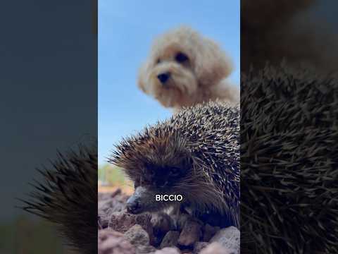 BICCIO è tornato 🦔  #cane #divertente #canedivertente #funny #dog