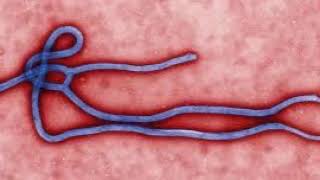 Podcast 511: Ebola Treatment