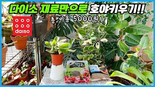 다이소 재료만으로 호야 심어 키우기!! 5000원으로 예쁜 호야 화분 만들어보세요!!