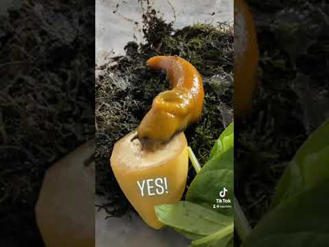 Do Banana Slugs eat Bananas? 🍌 🤭🤫