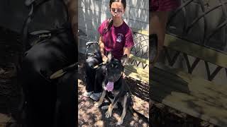Video preview image #1 German Shepherd Dog Puppy For Sale in Pasadena, CA, USA