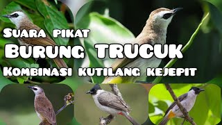 Download lagu suara PIKAT burung trucukan RIBUT dan kutilang kejepit mp3 Download lagu suara PIKAT burung trucukan RIBUT dan kutilang kejepit mp3