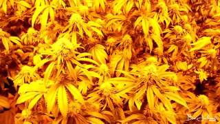 Hydro Tech - The Jacka, Lil Rue, Liqz