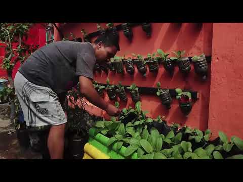 Company Profile Kampung Sawi Mondoroko | BrassicanTV eps.1