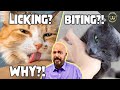 Why Does Your Cat Lick And Or Bite You