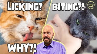 Why Does Your Cat Lick and/or Bite You?