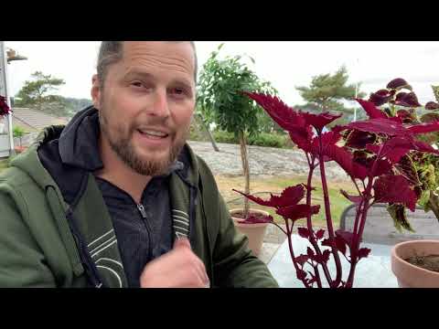 , title : 'Coleus Tips & Triks - Lag et Coleus træ'