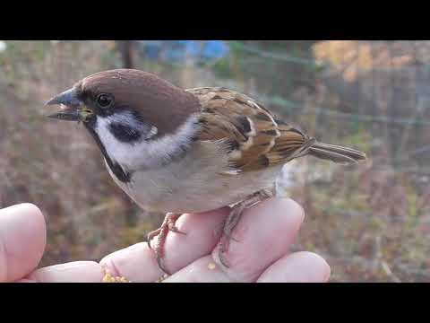 可愛いすずめ達  尾なし雀君 20211117pm 9（行き道 午後）
