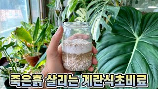 계란식초비료 황금레시피!! 완벽한 비율과 사용 용량까지!! 산화되어 죽어가는 흙 계란식초비료로 살려보세요!!