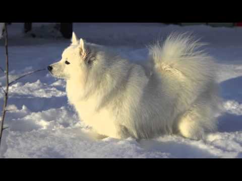 JS Agrarium Tatakai of Prashanti "Kai"