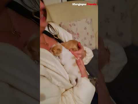 Breastfeeding Puppies: A Heartwarming Moment