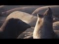 Into The Deep With Elephant Seals KQED QUEST
