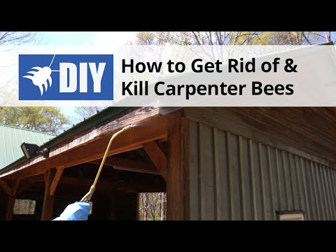  How to Get Rid of Carpenter Bees Video 