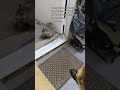 Grey Tabby Cat Becoming Door Guard Shorts