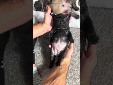 Video 4