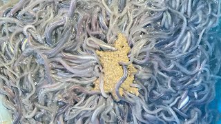 Cá chình con mới nuôi