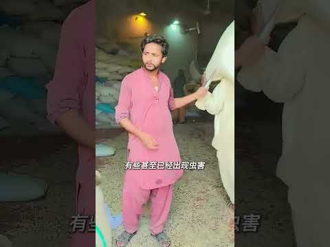 一袋粮食，为啥交易前还要戳几下？#粮食检测 #粮食取样 #小麦