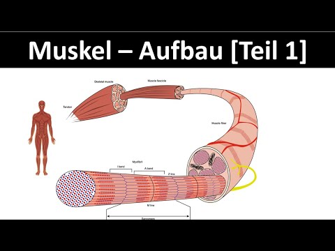 Muscle structure - Muscle anatomy / Skeletal muscle / Sarcomere [Biology / Sports, Upper Secondar...