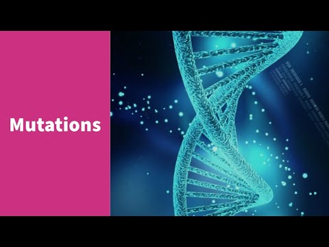 Les mutations - Première Spécialité SVT