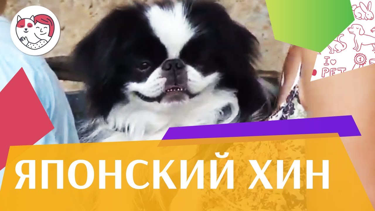 Японский хин на ilikepet. Особенности породы, уход